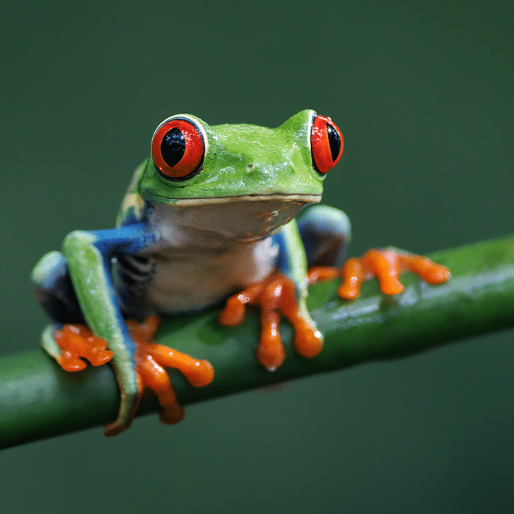 Frog cool